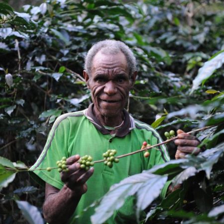 Kebun Kopi Papua Wamena